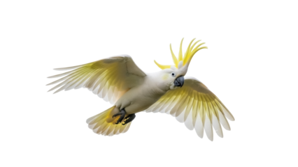 Isolated Sulphur-crested cockatoo flying, large white parrot with yellow crest in motion, vibrant bird