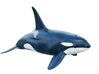 Fototapeta premium Isolated Killer Whale swimming, an Orca on the ocean, with an open fin and a big dorsal fin