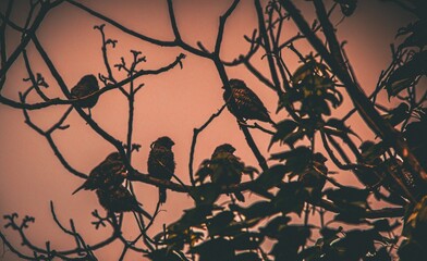 Songbirds silhouetted against the setting sun roosting in a tree image for background use