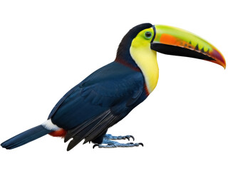 Isolated Channel-billed Toucan with its uniquely patterned bill and bright color plumage