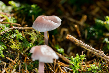 Pink slimy small mushrooms growing on forest floor
