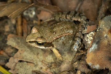 Brown european leaf frog sitting on forest floor