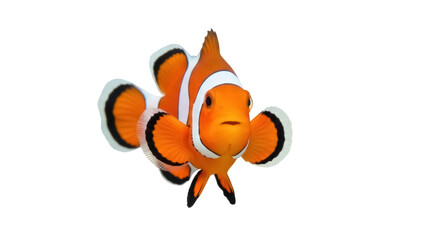 Isolated clownfish swims toward viewer, vibrant orange, white stripes, black tips, tropical fish