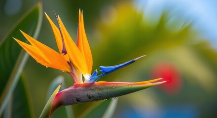 Vibrant Bird of Paradise flower close-up with striking colors and dew drops