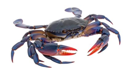 Isolated, blue crab in striking pose, showing off its claws, ready for use in menu design