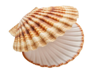 Isolated brown and white scalloped seashell displaying an open bivalve appearance