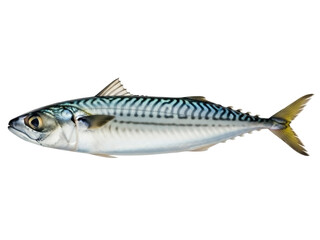 Isolated mackerel fish Atlantic Scomber scombrus, a commercially important pelagic fish species