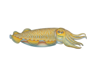 Isolated cuttlefish animal with wavy stripes and texture in the ocean aquatic life species