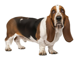 Isolated Basset Hound dog looking at camera against plain backdrop in studio shot indoors