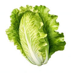 Fresh napa cabbage with ruffled leaves on a white background