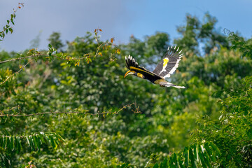 The bill and large hump are yellow. The face is black. The throat is white or yellowish-white. The body is black. The wings are black with a wide yellow stripe running down the middle of the wings.