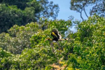 The bill and large hump are yellow. The face is black. The throat is white or yellowish-white. The body is black. The wings are black with a wide yellow stripe running down the middle of the wings.