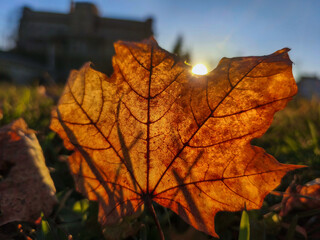 Golden Autumn Leaf Backlit by Sunset, Warm Light on Fallen Leaf