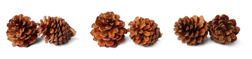 Set of brown pine cones PNG no background  © Ann