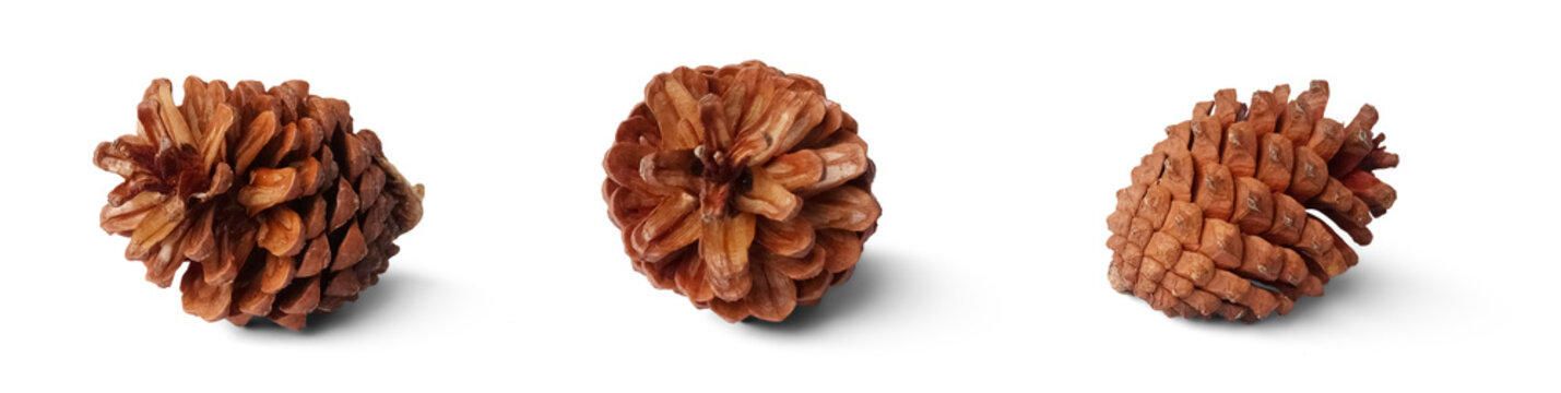 Set of brown pine cones PNG no background	