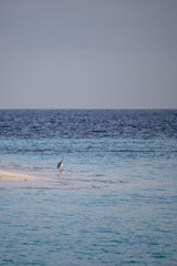 Esteren reef egret on a tropical beach in the Maldives, captured in its natural coastal habitat, on the beach. Vertical Image. 