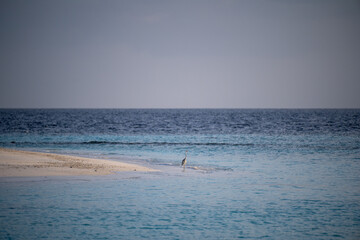 Esteren reef egret on a tropical beach in the Maldives, captured in its natural coastal habitat, on the beach. Horizontal Image