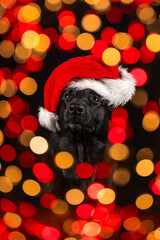 Czarny owczarek niemiecki w czapce Mikołaja wśród czerwono-żółtych światełek choinkowych, święta © Agnieszka