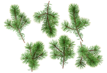 high-resolution photograph featuring a collection of vibrant green pine tree branches and needles against a transparent background, ideal for festive decorations