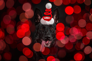 Czarny owczarek niemiecki w czapce Mikołaja wśród czerwonych światełek choinkowych © Agnieszka