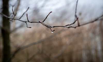 Kropla wody na gałęzi i pajęczyna