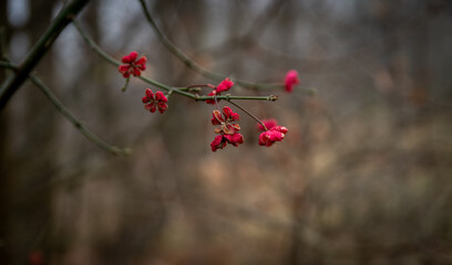 Zimowe kwiaty na mglistym tle © Piotr