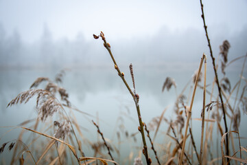 Gałęzie na tle jeziora we mgle