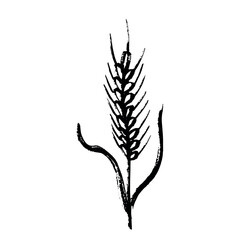 Hand drawn cereal wheat oat rye barley rice ears spikelet clipart Organic wheat bread agriculture farming harvest healthy food Single element for print packaging label design decor