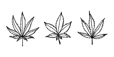 Fototapeta premium Set of hand drawn cannabis leaf Medicine marijuana Hemp leaves clipart in doodle style Single element for print, web, design, decor