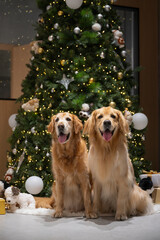 Two golden retrievers sat in front of the Christmas tree.