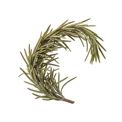 Single sprig of fresh rosemary herb on black background