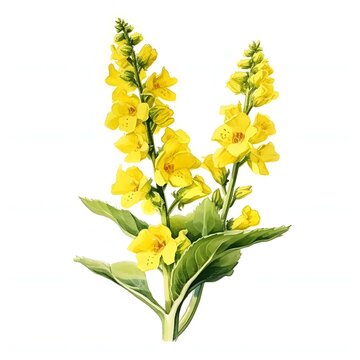 Elegant verbascum thapsus flowers bloom in golden yellow watercolor illustration