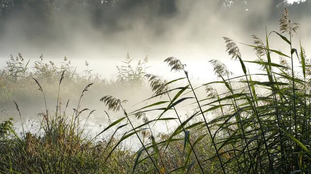 Tall Grass Moving in Wind with Misty Natural Atmosphere