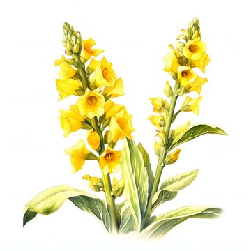 Elegant verbascum thapsus stands tall, adorned with vibrant yellow flowers and lush green leaves
