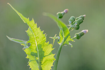 A close-up of a fresh green plant with young buds and textured leaves against a soft, blurred background. Macro photography of rapstenia. Sow thistle close-up.