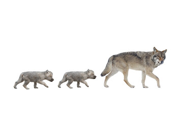 She-wolf and little wolf cubs walking isolated on white background