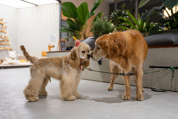 Cocker Spaniel and Golden Retriever