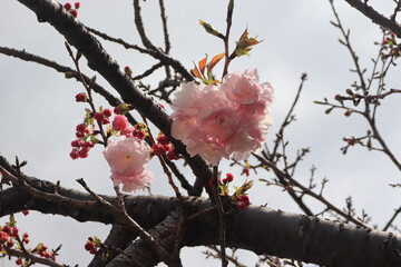 Cherry blossoms blooming in Japan