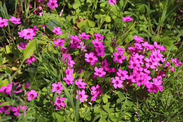 Obraz premium Flowers and plants bring beauty, color, and calm to any space. Symbolizing life and growth, they inspire creativity and reflect the changing seasons in nature and cities.