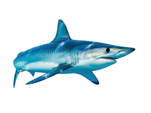 Isolated mako shark swimming in ocean, powerful predator, blue underwater creature
