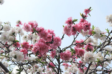Beautiful peach blossoms blooming under a clear spring sky are the perfect visual for a seasonal floral theme.