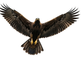 Isolated Golden Eagle in Flight with Spread Wings – Powerful Bird of Prey in Open Air
