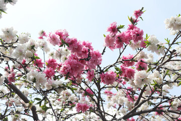 Beautiful peach blossoms blooming under a clear spring sky are the perfect visual for a seasonal floral theme.