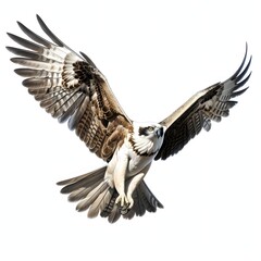 Obraz premium Majestic osprey soars through the sky with outstretched wings