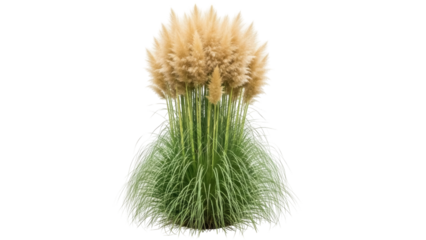 Isolated pampas grass plume ornamental plant for landscaping and decoration, no background