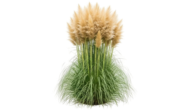 Isolated pampas grass plume ornamental plant for landscaping and decoration, no background