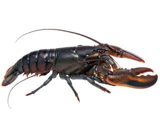 Isolated lobster with large claws and black blue exoskeleton ready for cooking and eating