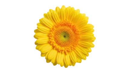 Isolated vibrant yellow gerbera flower against a clean backdrop in full bloom studio shot
