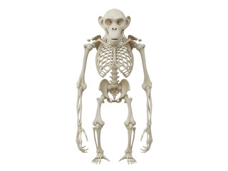 Isolated Monkey Skeleton in Front View anatomical structure is of primates anatomy specimen