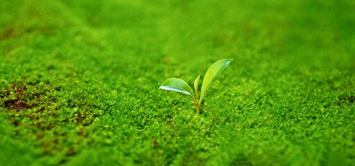 Tiny seedlings growing against a green mossy background, a concept for business growth and related to Earth Day and ecology.